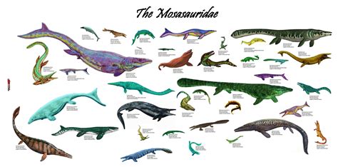 mosasaur size chart.